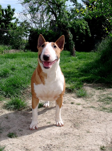 Publication : Crambully Auteur : sandrine