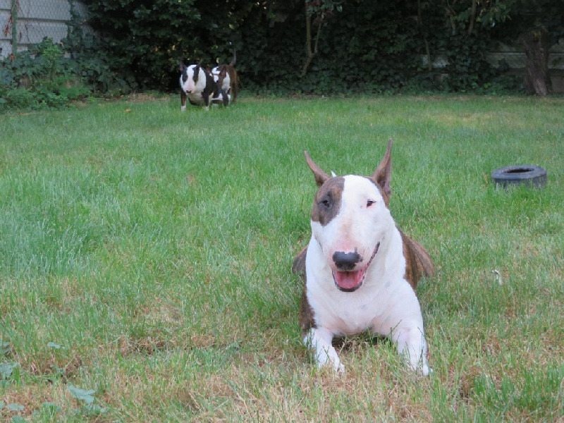 Crambully Jolee coeur