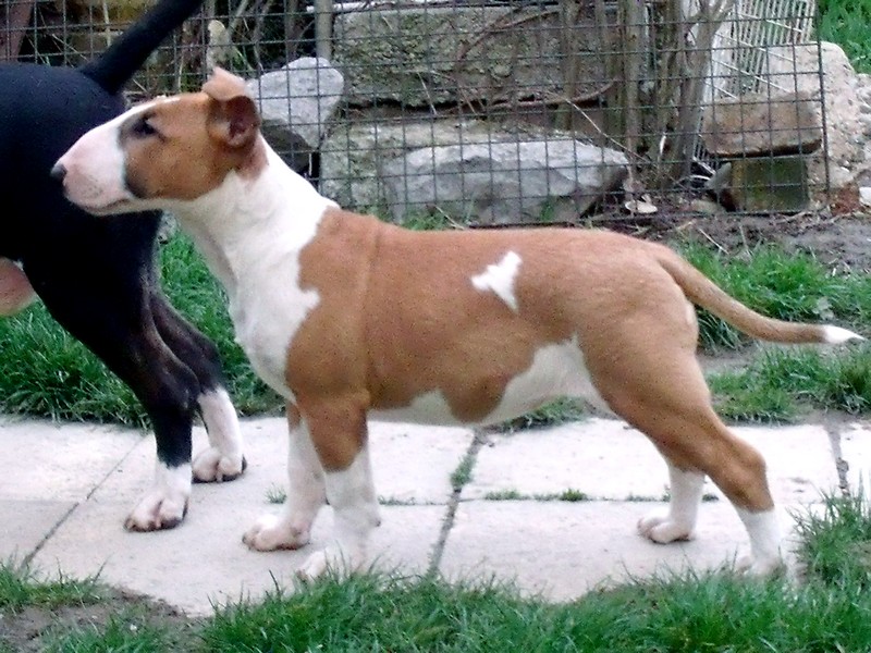 Publication : Crambully Auteur : sandrine