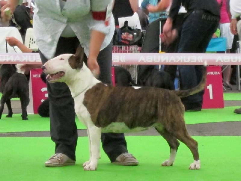 Crambully Jolee coeur