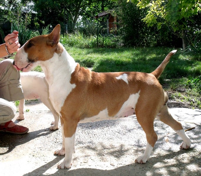 Publication : Crambully Auteur : sandrine