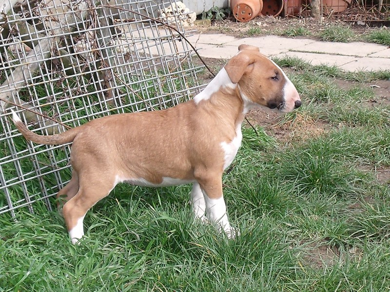 Publication : Crambully Auteur : sandrine