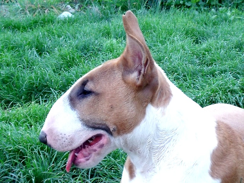 Publication : Crambully Auteur : sandrine