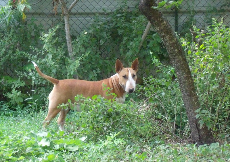 Publication : Crambully Auteur : sandrine