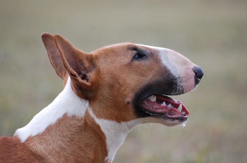 Publication : Crambully Auteur : sandrine