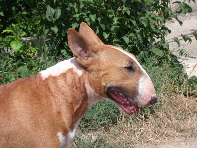 Publication : Crambully Auteur : sandrine