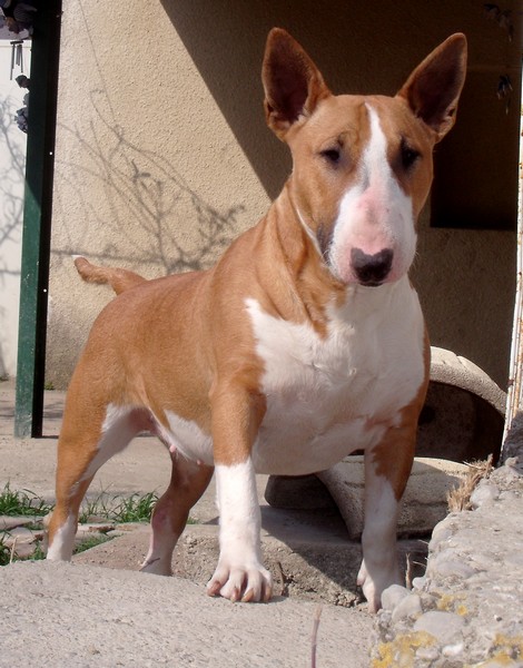 Publication : Crambully Auteur : sandrine