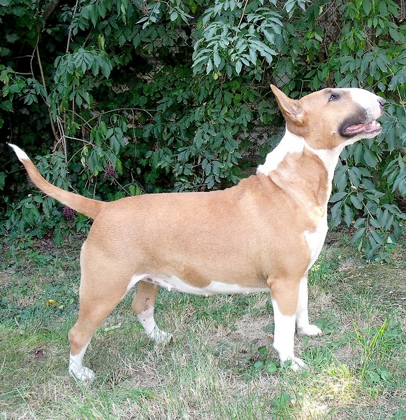 Publication : Crambully Auteur : sandrine