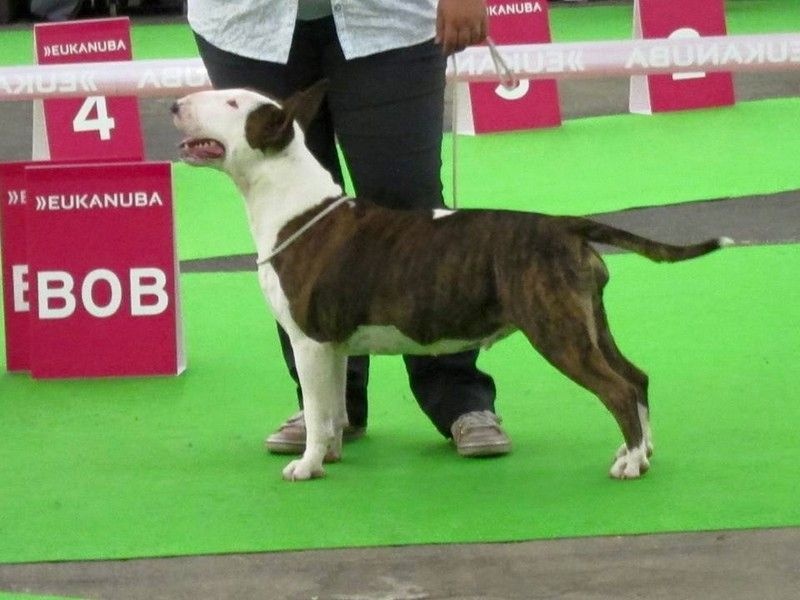 Crambully Jolee coeur