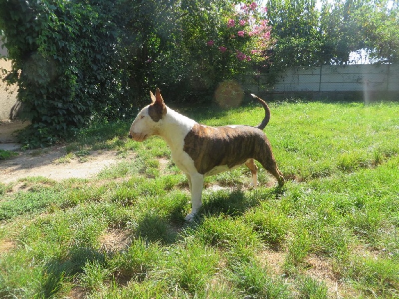 Crambully Jolee coeur