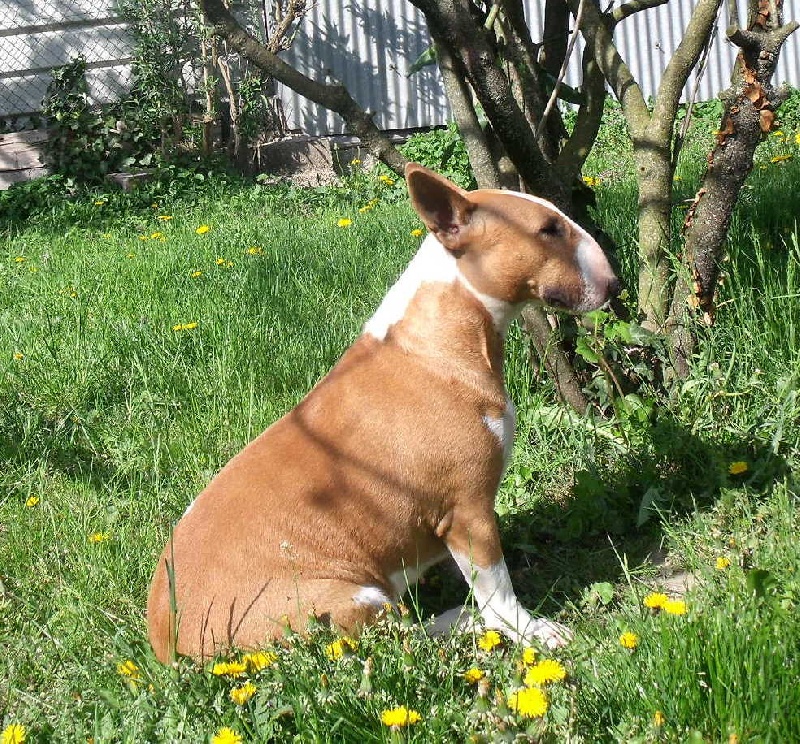 Publication : Crambully Auteur : sandrine