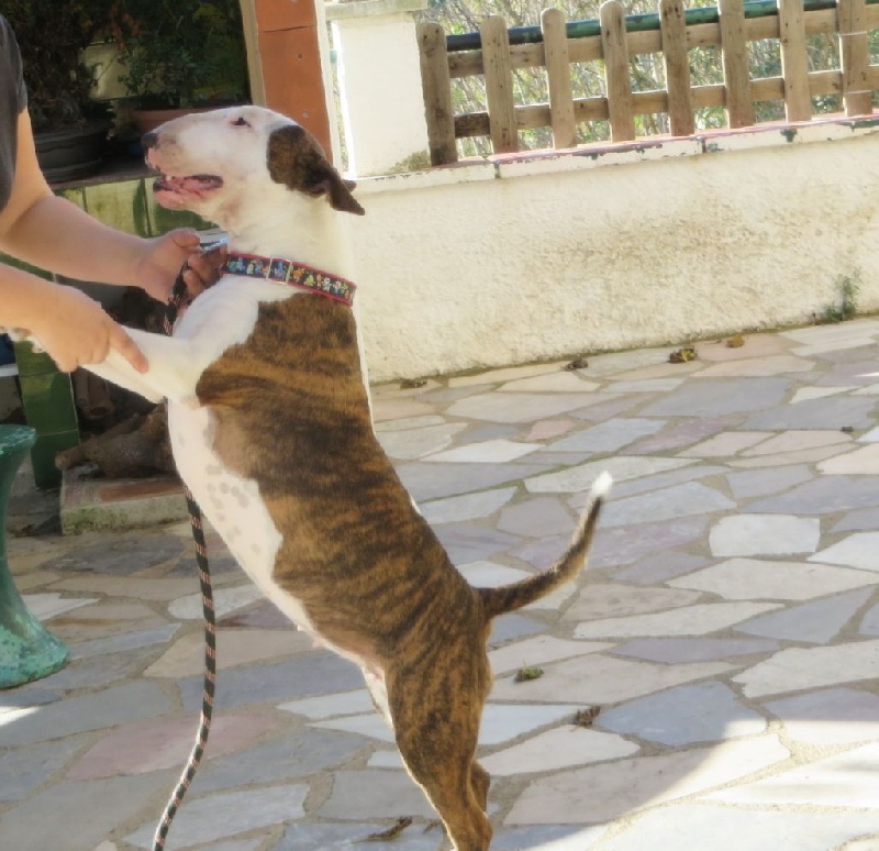 Crambully Jolee coeur