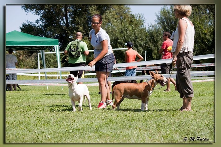 Farbala fiau daou miejhour lou Prouvencaou - TRES PROMETTEUR