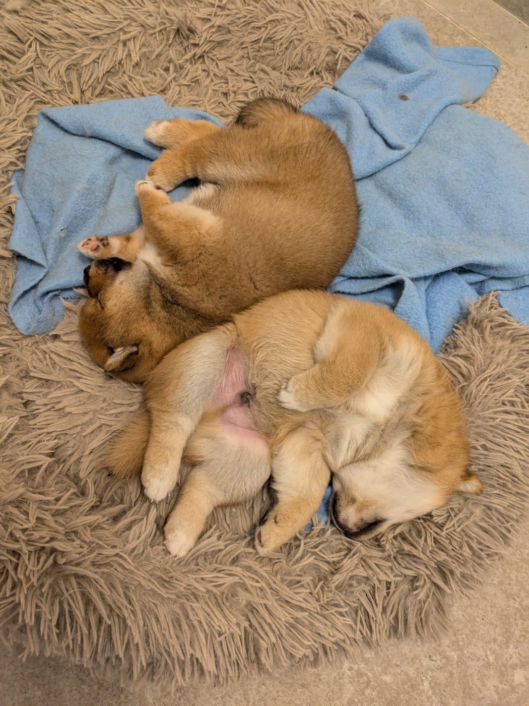 Shiba - des Seigneurs d'Orient