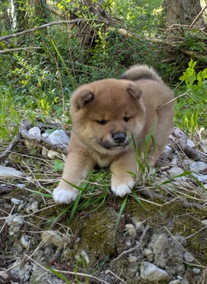 Les chiots de Shiba