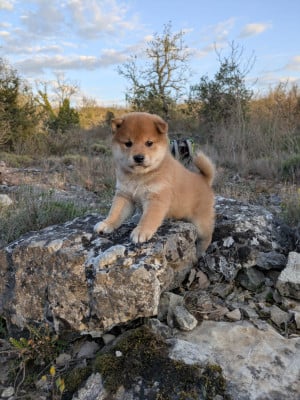 Les chiots de Shiba