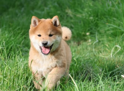 Les chiots de Shiba