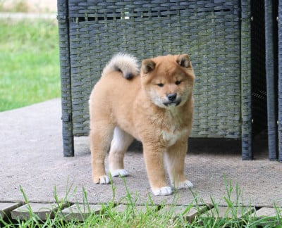 Les chiots de Shiba