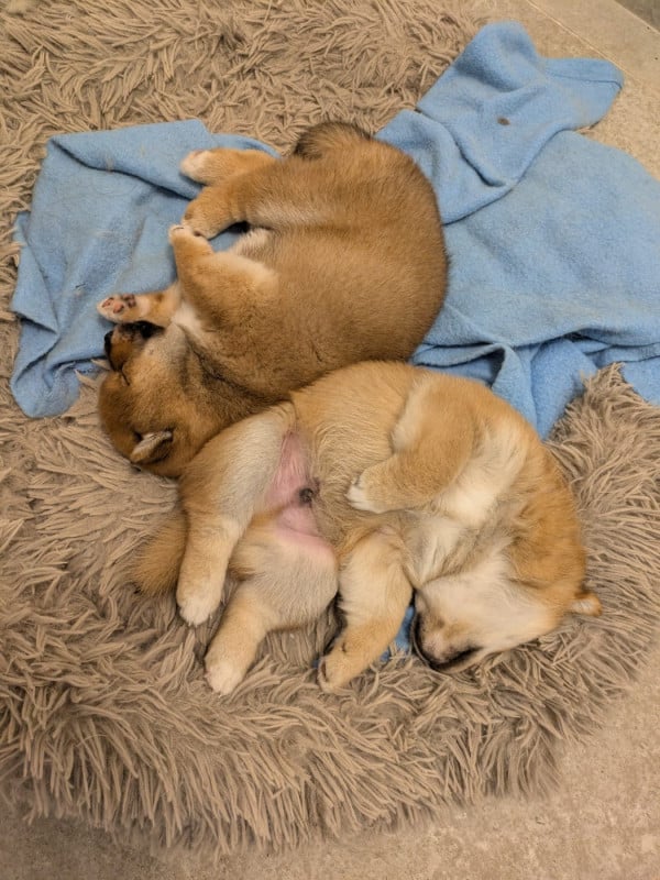 Shiba - des Seigneurs d'Orient