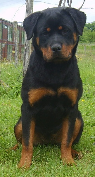 Electra der Engel von Périgord - MEILLEUR PUPPY