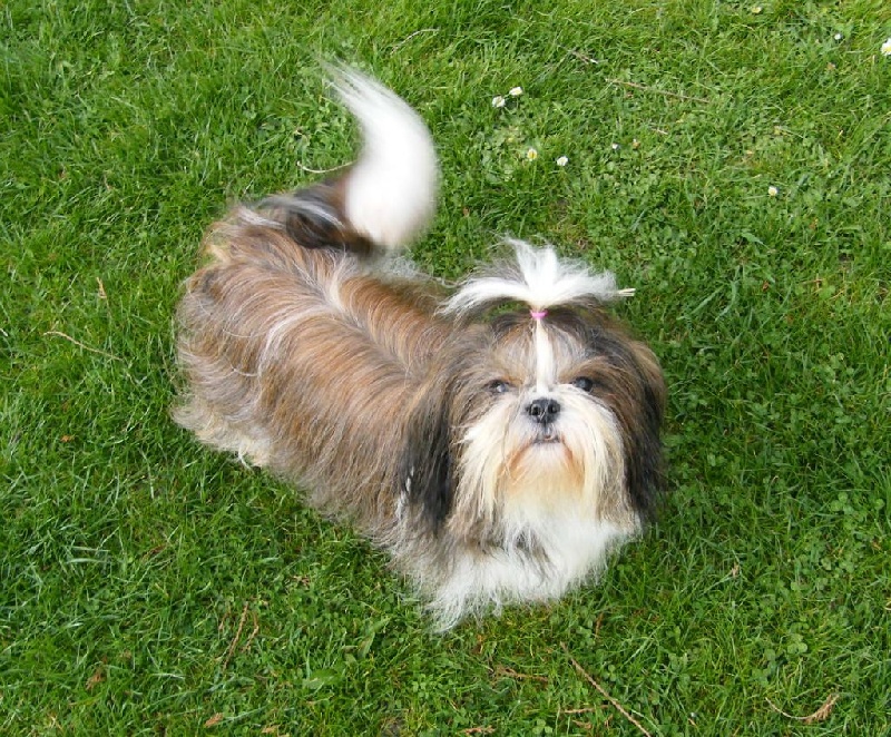 Publication : d'imperial Khan-Shing