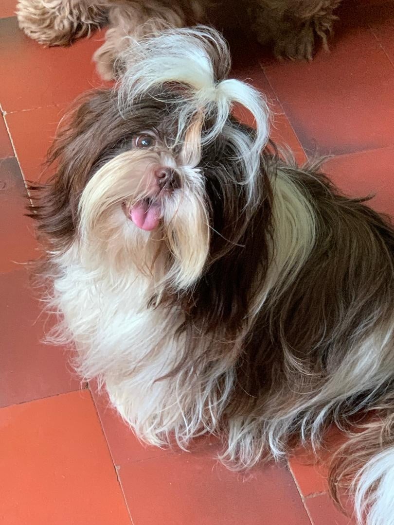 VI-TZU-KO d'imperial Khan-Shing