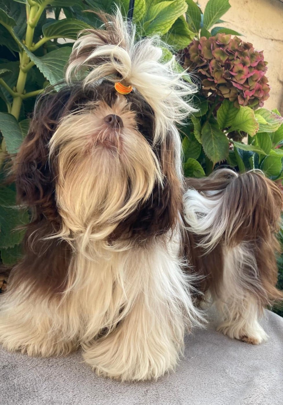 VI-TZU-KO d'imperial Khan-Shing