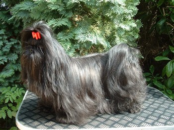 Publication : d'imperial Khan-Shing