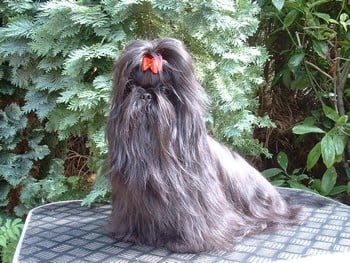 Publication : d'imperial Khan-Shing