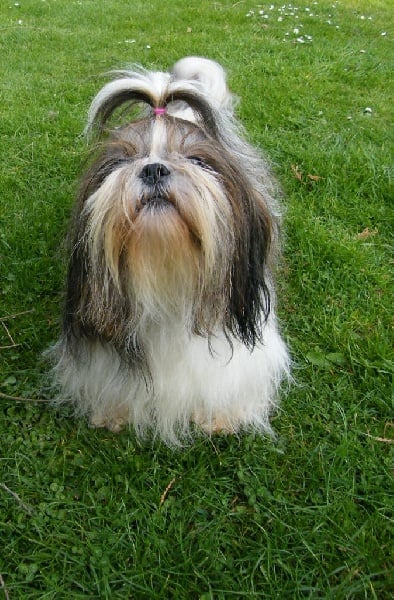 Publication : d'imperial Khan-Shing