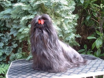 Publication : d'imperial Khan-Shing