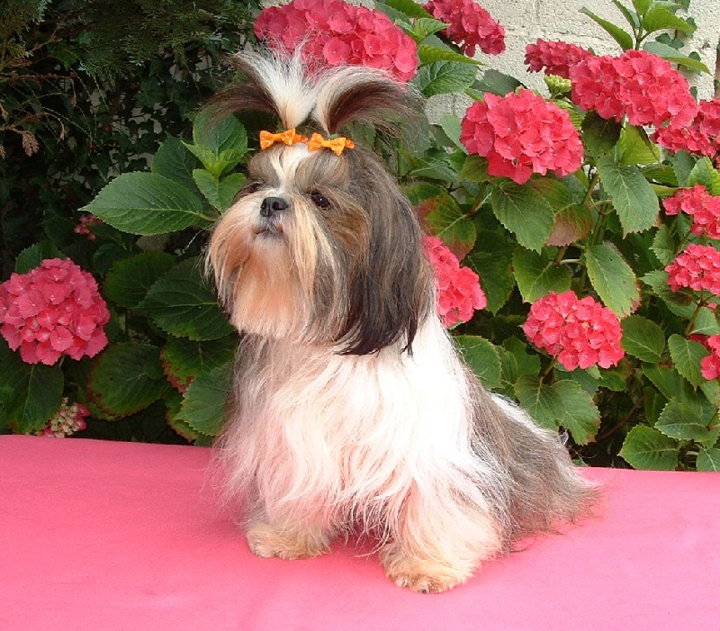 Publication : d'imperial Khan-Shing