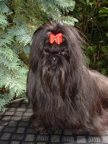 Publication : d'imperial Khan-Shing