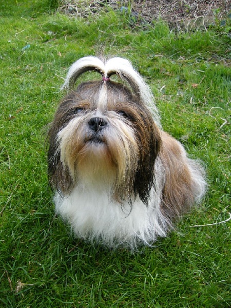 Publication : d'imperial Khan-Shing