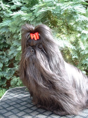 Publication : d'imperial Khan-Shing