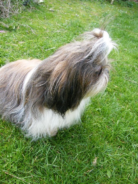 Publication : d'imperial Khan-Shing