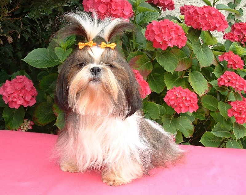 Publication : d'imperial Khan-Shing