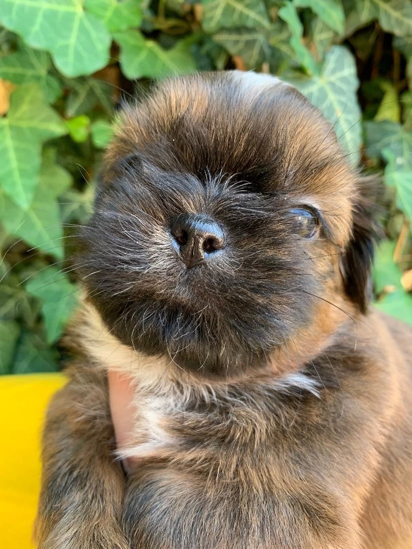 BB2 BROWNIE