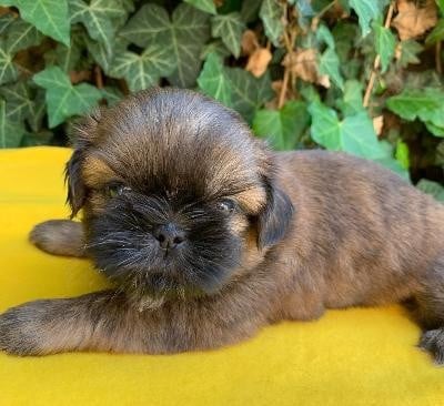 Les chiots de Shih Tzu