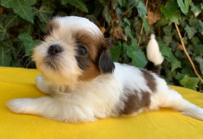 Les chiots de Shih Tzu