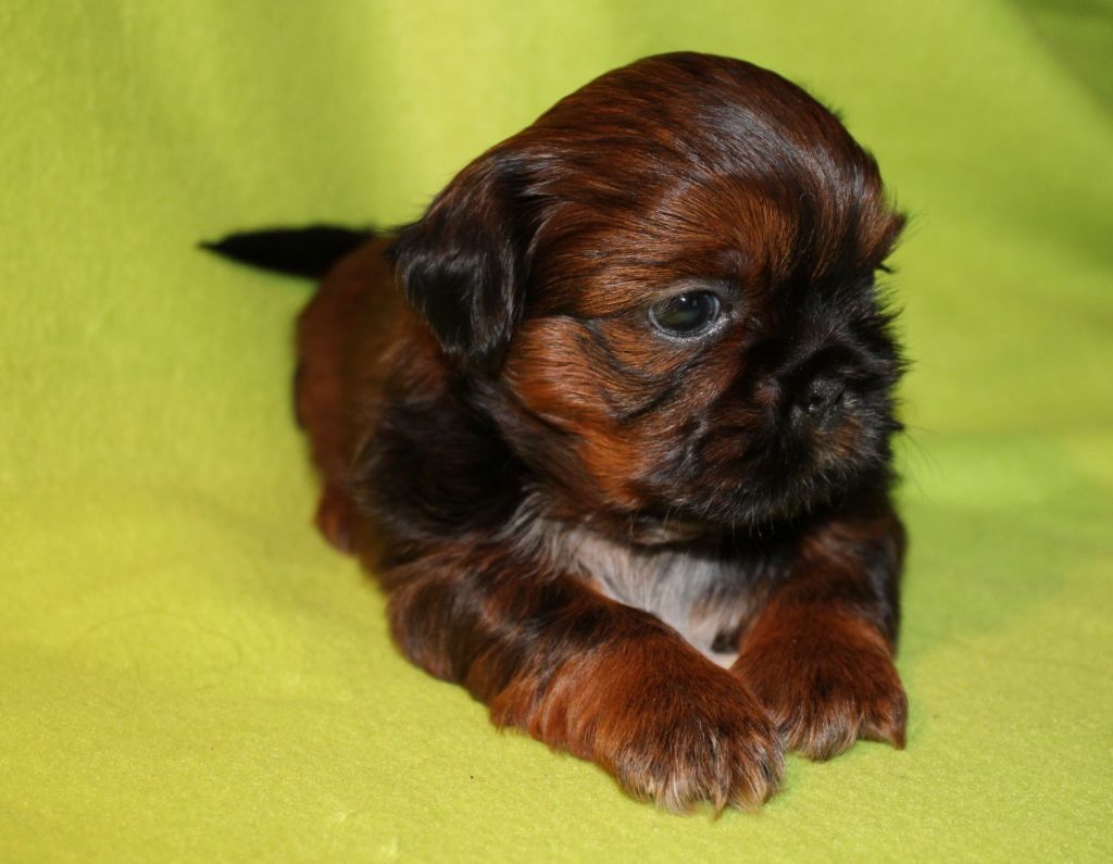 Chiot Shih Tzu, praline, femelle disponible en HautsdeFrance, 59 Nord. Toutes les portees Chiot Shih Tzu, praline, femelle disponible en HautsdeFrance, 59 Nord. Toutes les portees
