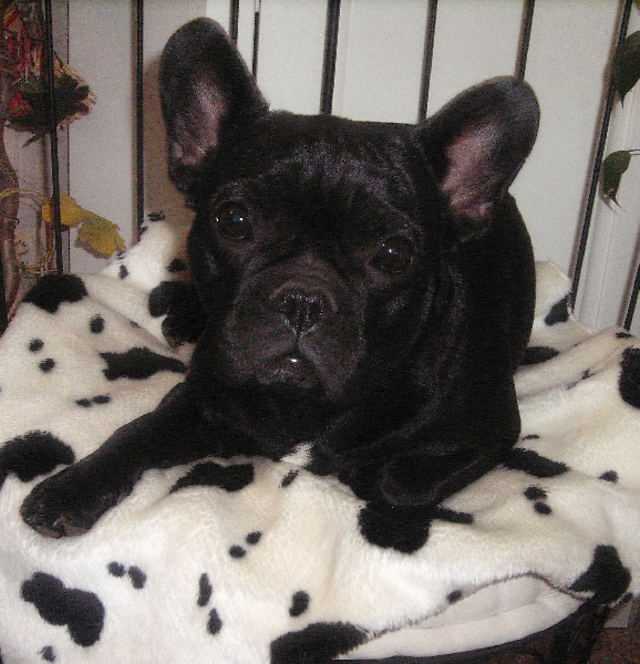 Publication : de Chercica Auteur : GUEUGNEAU Yoann