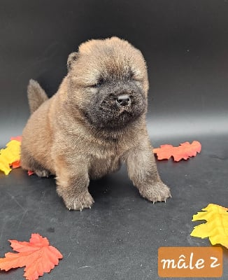 Les chiots de Chow Chow
