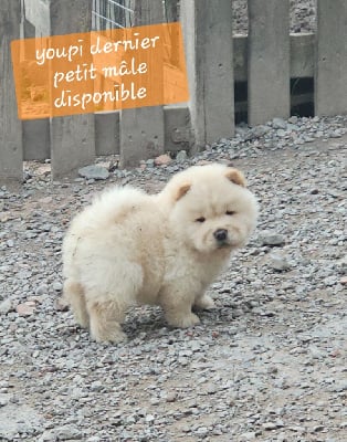 Les chiots de Chow Chow