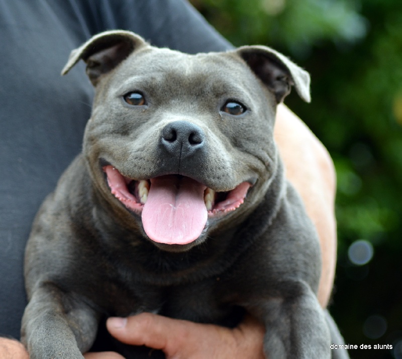 Publication : du domaine des Alunts Auteur : lavigne