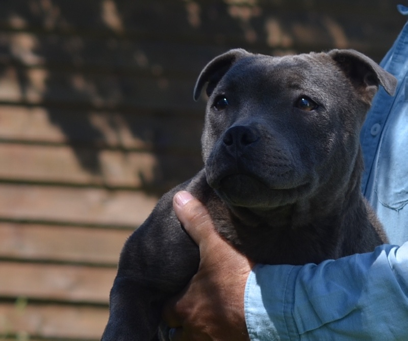 Publication : du domaine des Alunts Auteur : lavigne