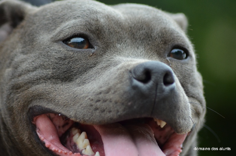 Publication : du domaine des Alunts Auteur : lavigne