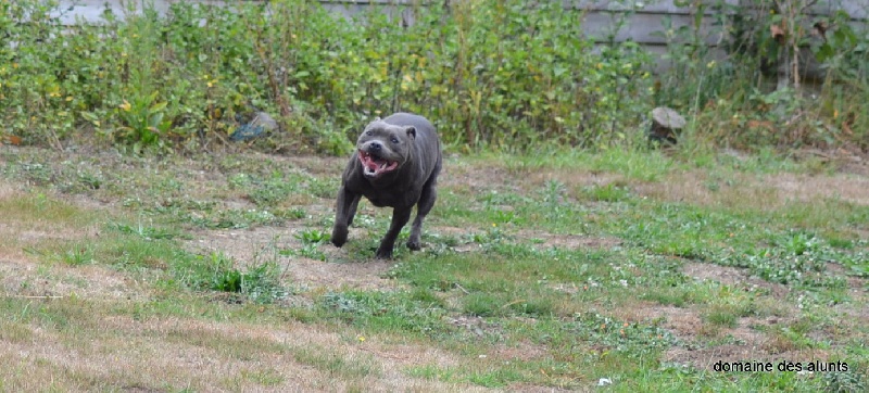 Publication : du domaine des Alunts Auteur : lavigne