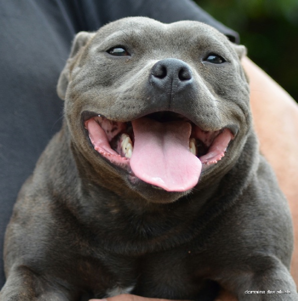 Publication : du domaine des Alunts Auteur : lavigne