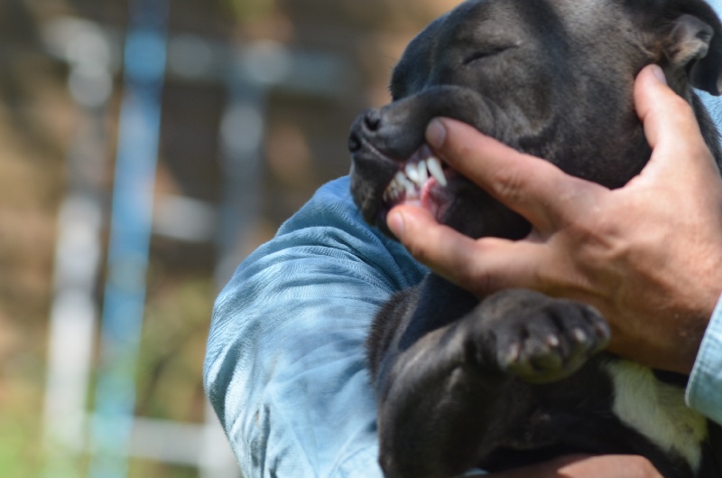 Publication : du domaine des Alunts Auteur : lavigne